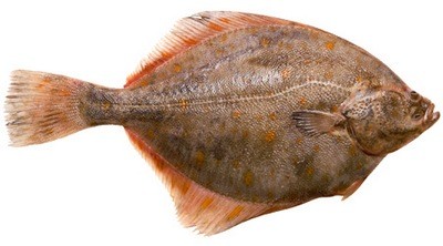 камбала камбала
