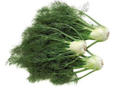 фенхель фенхель