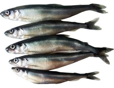 корюшка на что похожа на вкус. Смотреть фото корюшка на что похожа на вкус. Смотреть картинку корюшка на что похожа на вкус. Картинка про корюшка на что похожа на вкус. Фото корюшка на что похожа на вкус