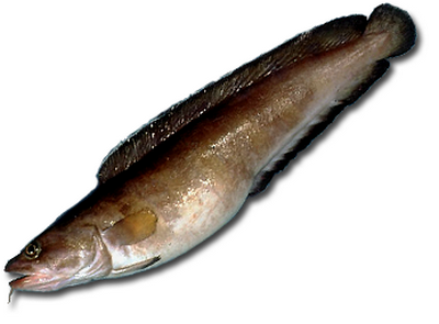 Рыбы Семейства Тресковых Названия И Фото